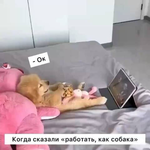  в LOOKY — Хорошего дня