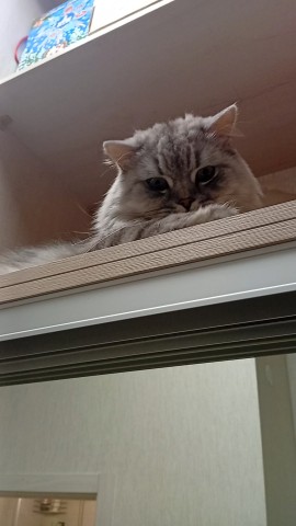 darenka_little в LOOKY. #котики,#cats,#ilovemycat,#lovecats,#nature,#instacat,#kitty,#animals,#коты #кот #cat #catsofinstagram #кошка #кошки #котята #котик #котэ #catstagram #котенок #животные #catlover #catlovers #instacat #инстакот #котя #котятки #catlife #catoftheday #cats_of_instagram. Держит оборону высот...
