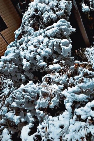 _volkova_an.nas в LOOKY. . 