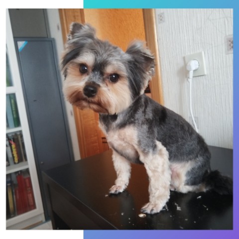 tanya.groomer в LOOKY. #Йорк,#йоркширскийтерьер,#йорик,#йоркомания,#стрижкайорка,#стрижкайоркширскоготерьера,#грумингйорка,#питомец,#домашние_животные,#собака,#грумер,#грумернадом. Лютик 😍

 #Йорк #йо...