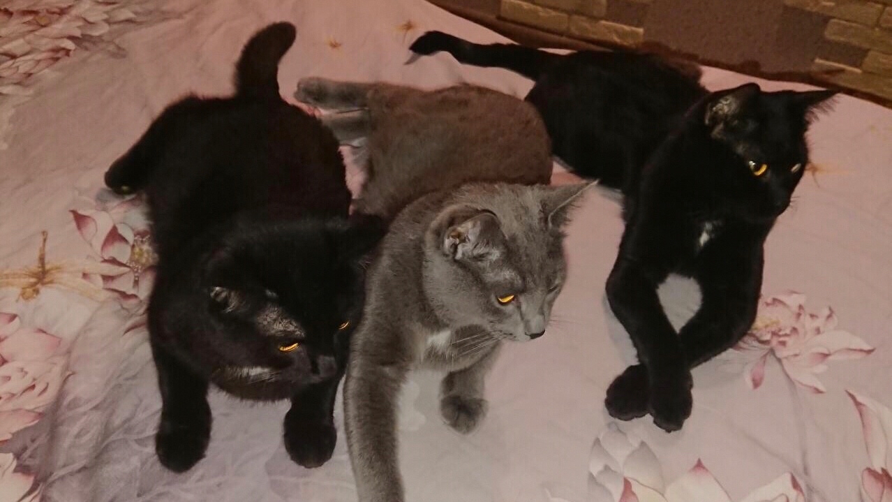 PetsStalkerS in LOOKY. #котики,#милота. Доброго вечера и вол...