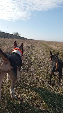 kennel.bss в LOOKY. #питомник_бсс,#собаки_бсс,#цвергпинчер,#минпин,#минибуль,#миниатюрныйбультерьер,#kennel_bss,#black_sea_star. Зая и Айва
. 
. 
#пи...