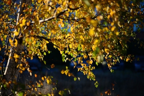 lifestyler_spb в LOOKY. . 