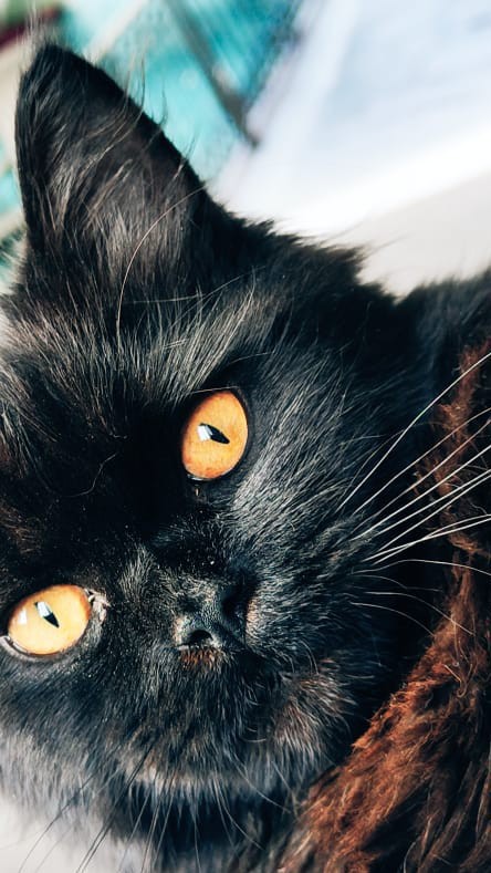 Знакомьтесь, мой кот Черныш-сосунок🤣пушистый красавец🖤
Котику 8⃣месяцев, рано отлучили от мамки, сосательный рефлекс так и остался,любимые сосательные вещи это что то пушистое, теплое и мягкое,например мой халат 🤣 

[#LOOKY_топ](LOOKY_топ) [#LOOKY_нейронка](LOOKY_нейронка) [#looky_you](looky_you) #кот [#питомцы](питомцы) [#прокота](прокота) [#LOOKY_контент](LOOKY_контент)