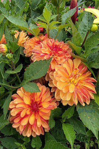 Fleurs в LOOKY. #георгины,#далия,#цветы,#сад,#люблюцветы,#флористика,#дача,#георгин,#цветы,#растения,#растение,#красота,#красотавокругнас,#прекрасноерядом,#looky_official,#looky_контент,#looky_цветы,#природа. Знанте ли вы, что в ...