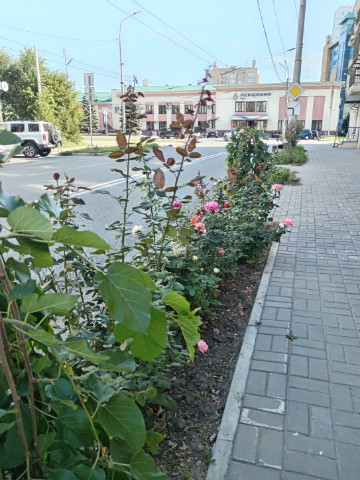 Olika - Дракончик в LOOKY. #красиво,#Омск,#лето,#жарко. Продолжение прогулки...