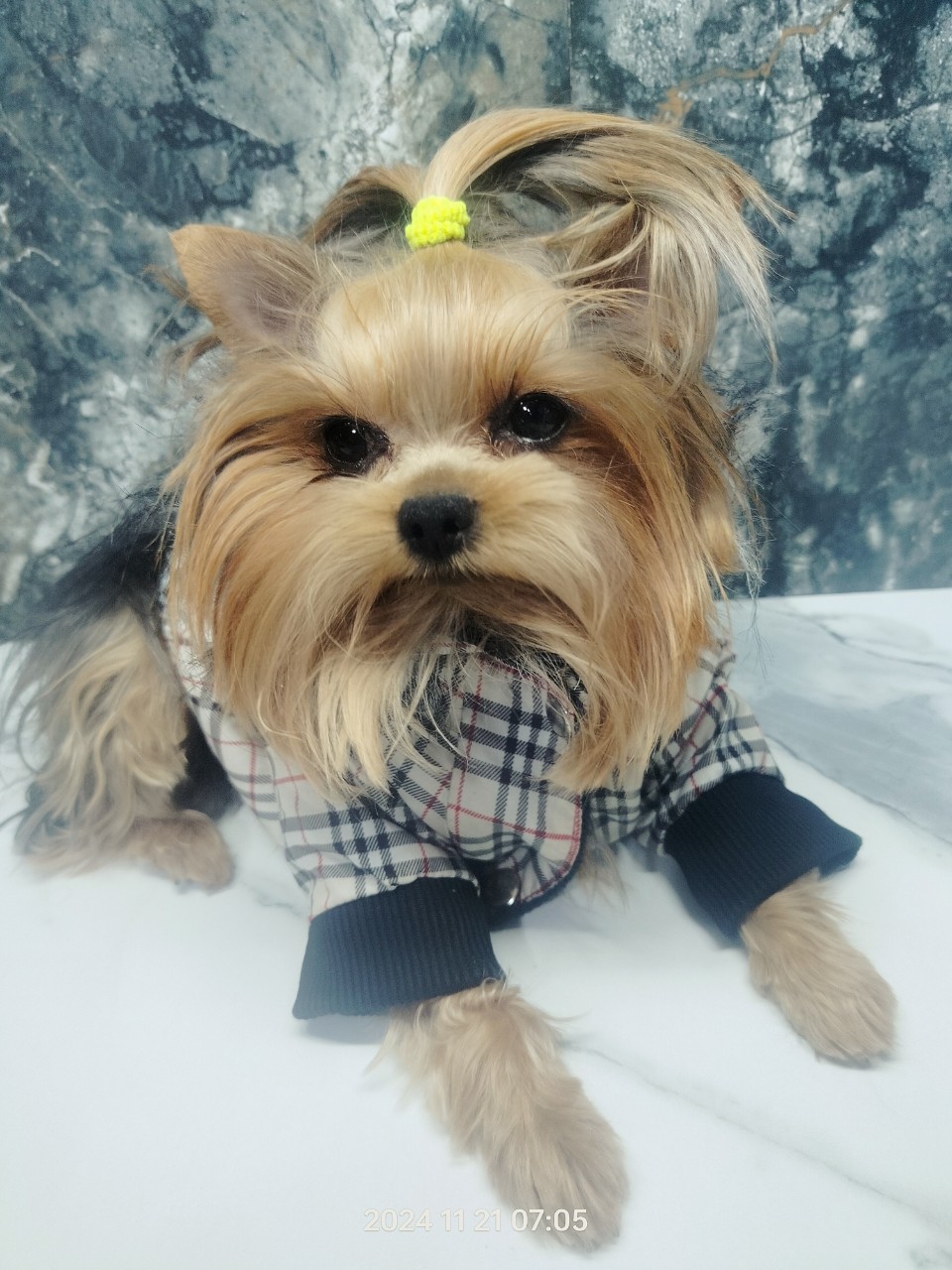 [#mylove ](mylove) #dog #topdog