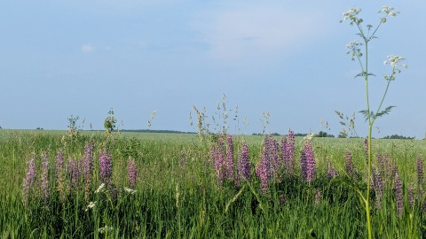 sokolovoxana в LOOKY. . 