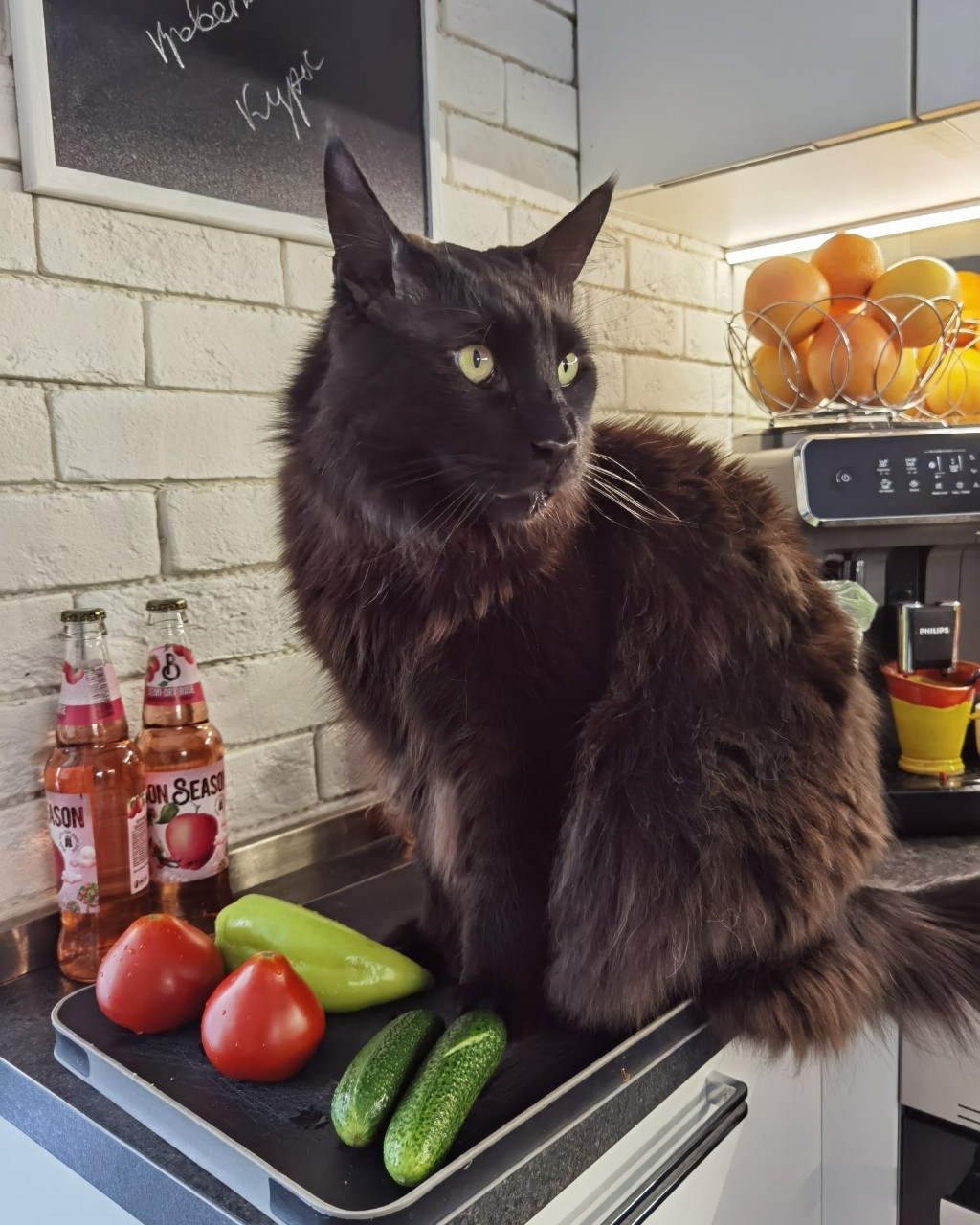 Рецепт от Джека - > Салат овощной: помидоры 🍅, огурцы 🥒, перец 🌶️. Соль 🧂и кошачья шерсть по вкусу 😺 #кот #мейнкун #джек #салат #лето #высокаякухня