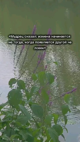 ВОЛК СЕРЫЙ в LOOKY — публикация