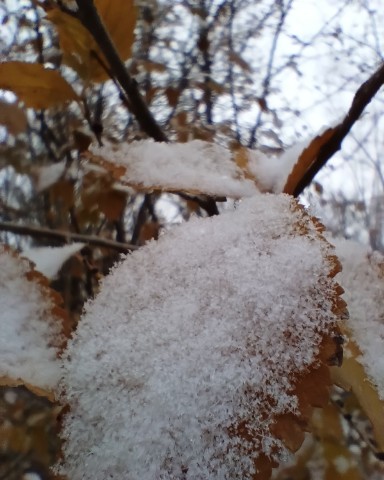 Lenapaskova in LOOKY. #Саратов. Первый снег #Саратов...