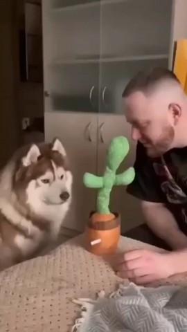 шура в LOOKY. #собабака,#кактус🌵. #собабака #кактус🌵