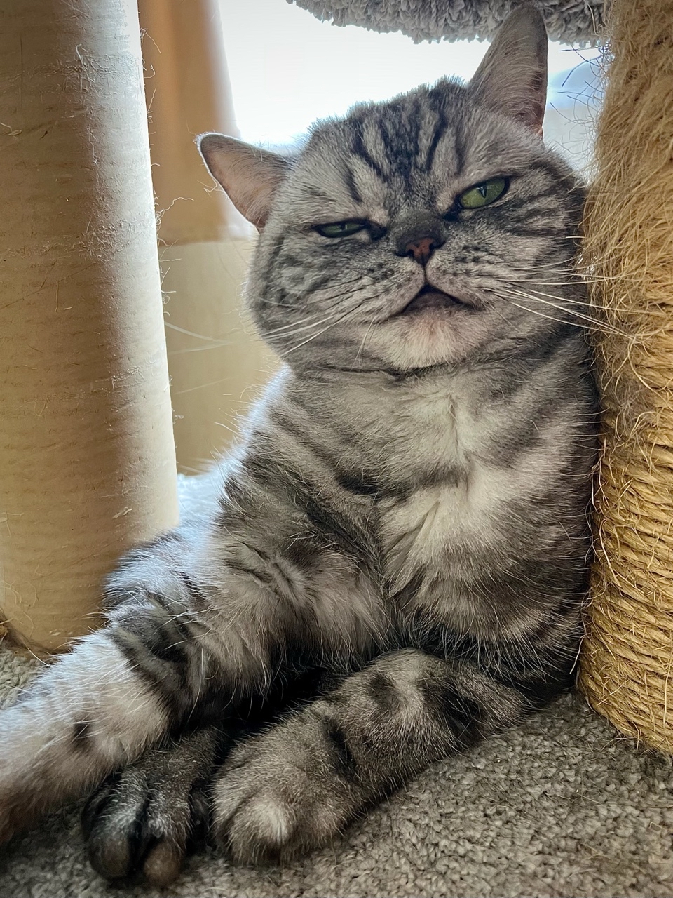 british_mars_cat