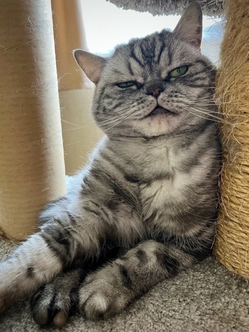 british_mars_cat в LOOKY. . 