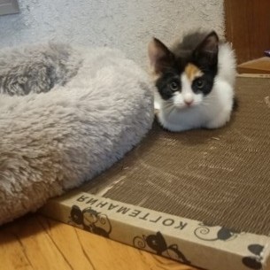 kogtedralka в LOOKY — ✅️"Недавно в нашем доме поселилось маленькое чудо - трёхцвет