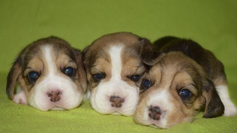 anjenland_kennel в LOOKY. #бигль,#питомникбиглей,#щенкибигль,#купитьщенкабигля,#заводчикбиглей,#биглюши,#бигльэтосчастье,#биглеушки,#хочубигля,#бигльдевочка. Так они и спали рядк...