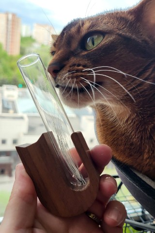 coraladycat в LOOKY. . Наше сокровише 😻 Ма...