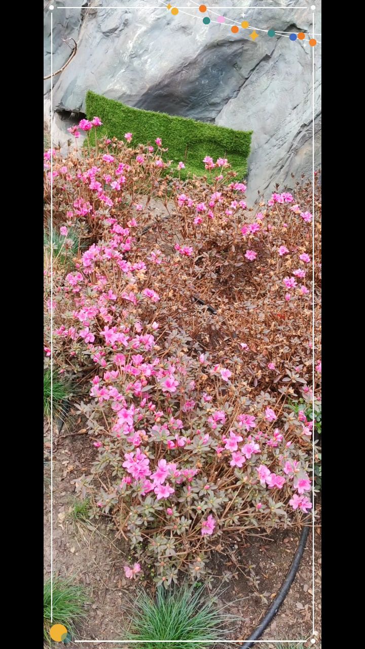 xah_6atoh в LOOKY. #Алупка,#Крым,#ХАНБАТОН,#XAH6ATOH,#Весна,#ПаркСолнечный,#Отдых,#парк. Вот такой день, 28 м...