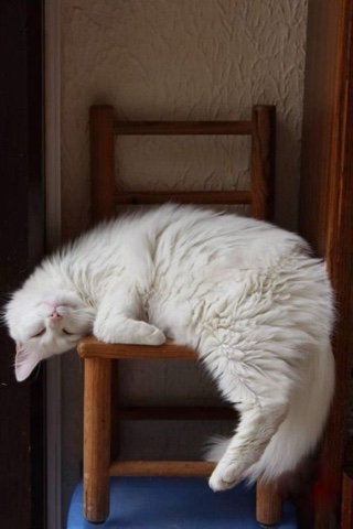 sl.cats в LOOKY. . 