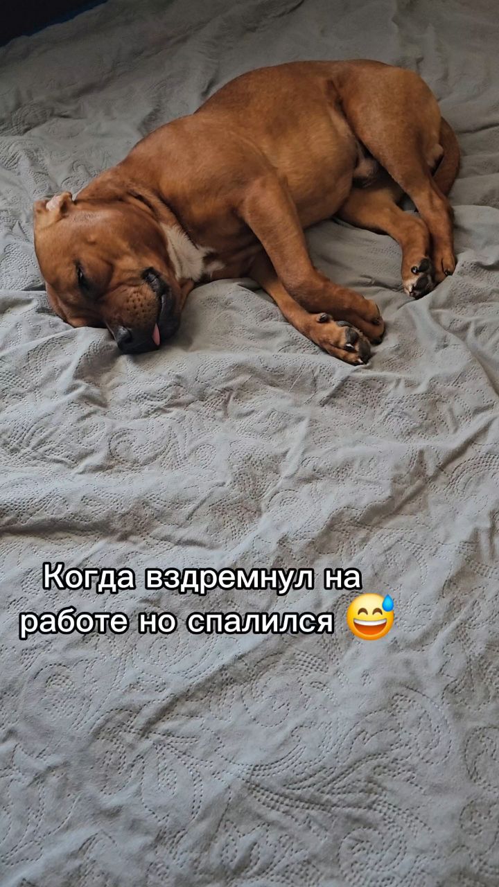 BuchTheStaffy в LOOKY. #стаффорд,#стаффбуль,#буч,#staffy,#staffordshirebullterrier,#собака,#питомец,#милота,#жиза,#смешныесобаки,#reelsdog,#dogsoftiktok,#dogtrends,#funnydogs,#собакавдоме. #стаффорд #стаффбуль...