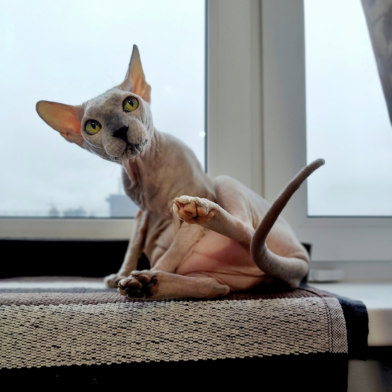 Виктор в LOOKY. #AI,#нейронка
#ева,#сфинкс,#sphynx,#донскойсфинкс,#кошка,#котики,#котэ,#лысая,#evasphynxcat,#мыизкотограмаlooky,#looky_official,#looky,#LOOKY_контент,#looky_you,#you. 😻😻😻
#евапопятница...