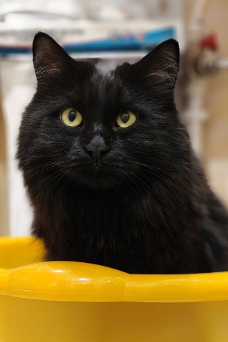bsa2vl в LOOKY. #кот,#котмк. Привет друзья, у мен...