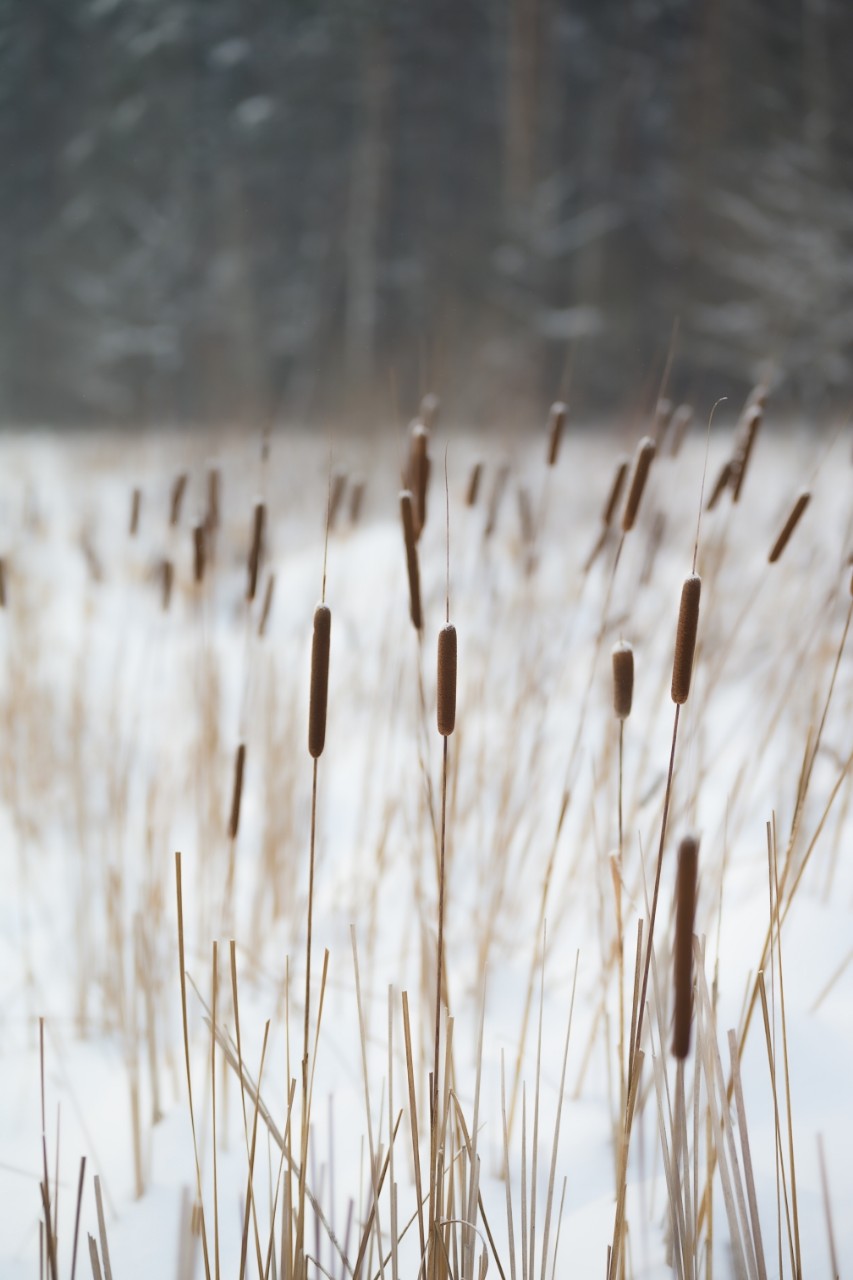 poboruev_landscape в LOOKY. #снег,#лес,#камыш,#камыши,#рогоз,#парк. Зима - не повод сиде...