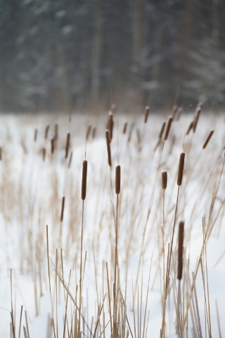 poboruev_landscape в LOOKY. #снег,#лес,#камыш,#камыши,#рогоз,#парк. Зима - не повод сиде...