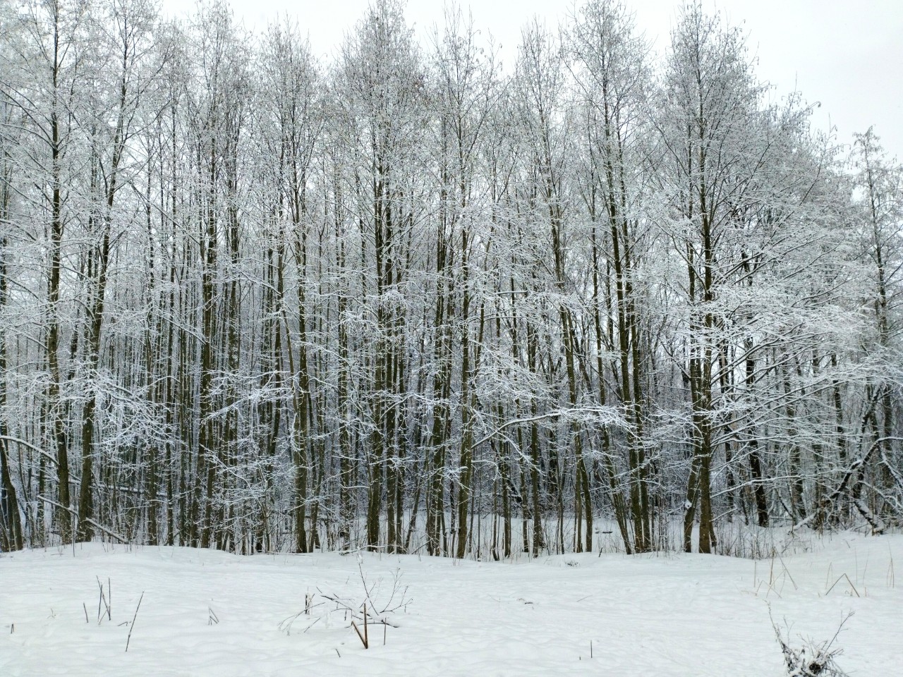 Зимняя природа #природа #зима #лес #красота #пейзаж #снег