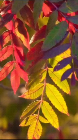 Виктория Фаберлик в LOOKY — 🌿🌸 Хорошего дня и прекрасной погоды!
Любви от людей и пода