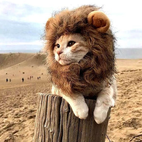janumali556 в LOOKY — #Cat lion king