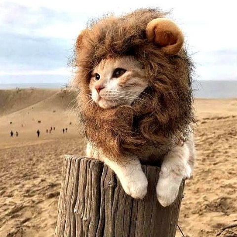 janumali556 в LOOKY. #Cat. #Cat lion king