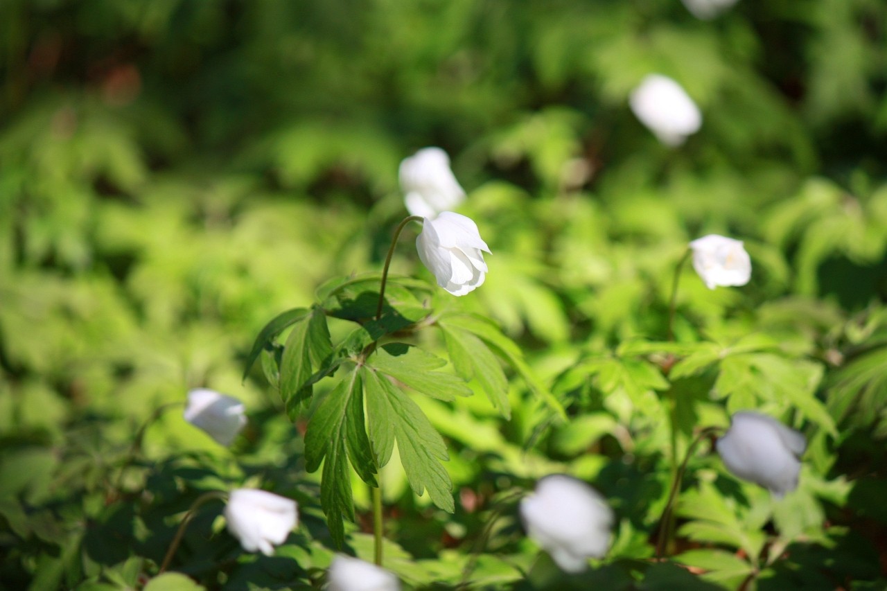 Mia insulo в LOOKY — фото 2