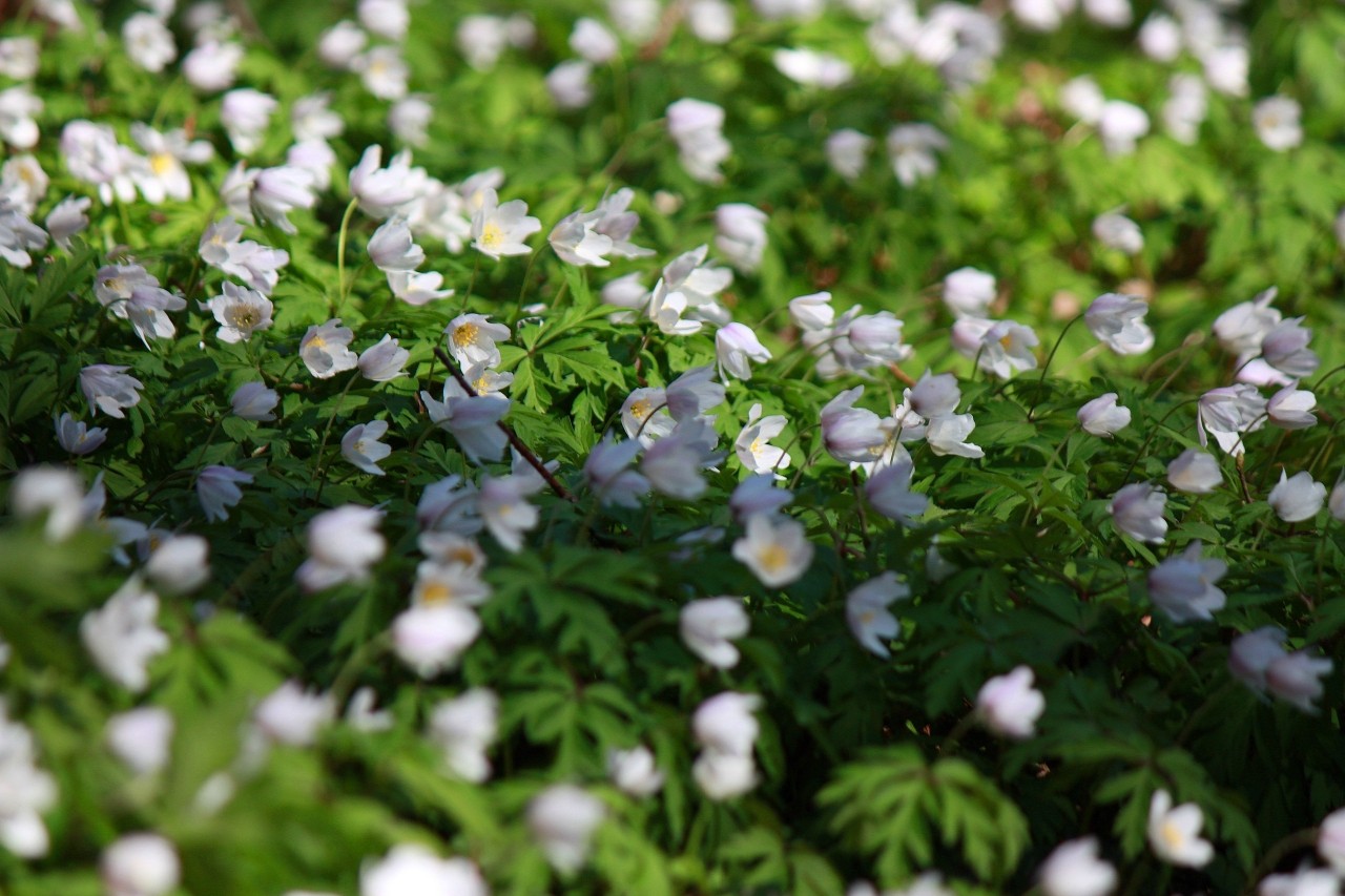 Mia insulo в LOOKY — фото 3