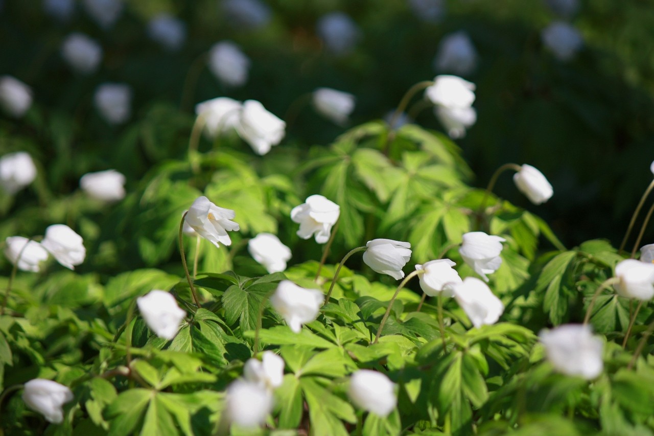 Mia insulo в LOOKY. #ветреница,#чтотонавесеннем. #ветреница #чтотонав...