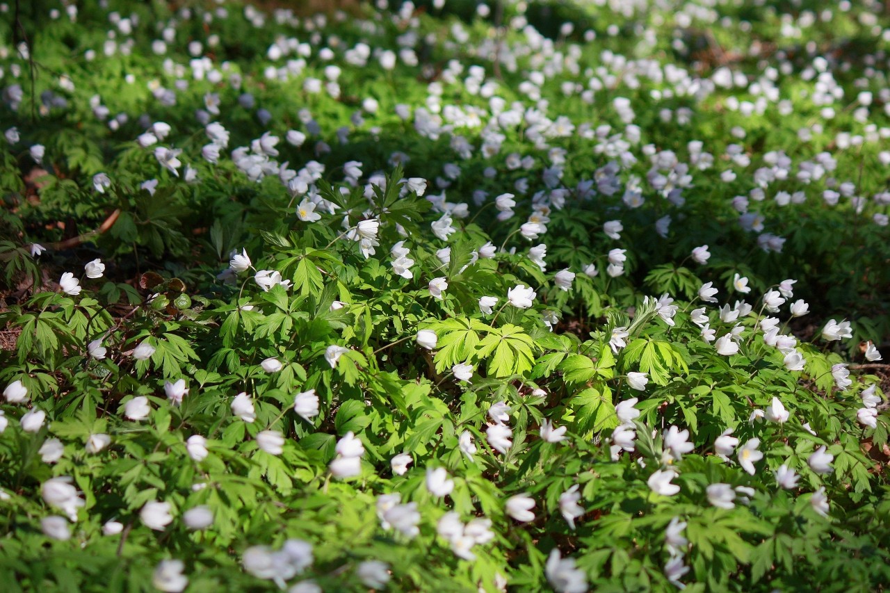 Mia insulo в LOOKY — фото 4