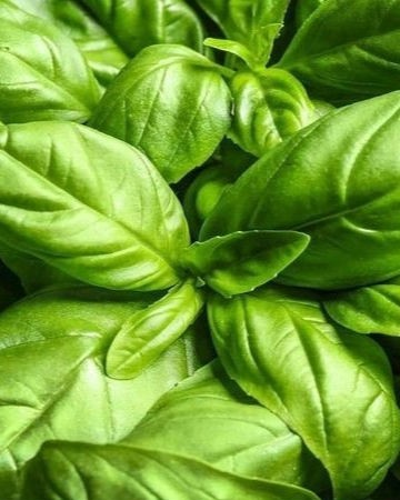 Татьяна Gala Анатольевна в LOOKY. #базиликовое,#желудочно-кишечного,#отёк. 🌱ДОМАШНЕЕ БАЗИЛИКОВ...