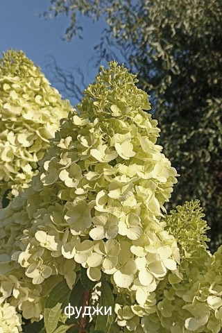 florasad_vera в LOOKY. . Гортензия метельчата...