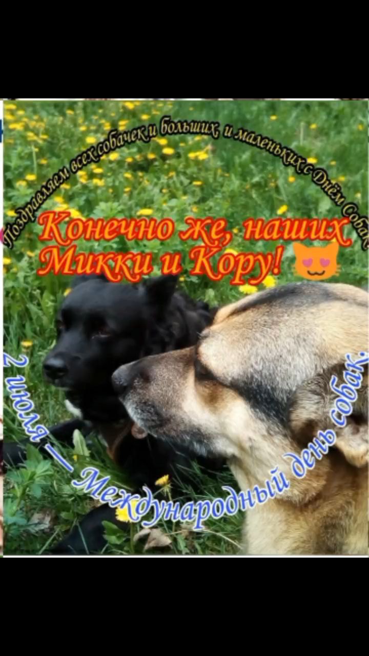 pserge61 в LOOKY — <<МЕЖДУНАРОДНЫЙ ДЕНЬ СОБАК.>>
***
🐕Преданным другом может
с