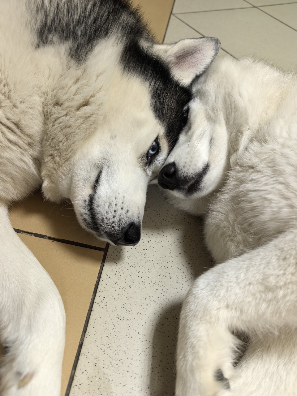 Константин Корзов в LOOKY — Джек и Луна 🤗 #хаски #стая