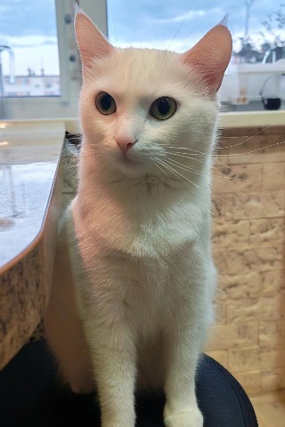 Looky_1701101074985 в LOOKY. . Сижу, слежу...