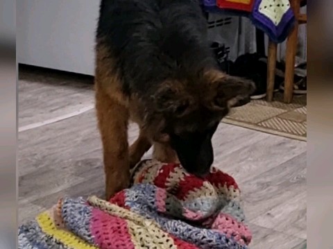 Looky_1711459198401 в LOOKY. #овчарка,#любовь,#немецкаяовчарка,#dog,#жизнь,#красноярск,#абакан,#мэр,#меркурий,#коврики. Продолжаем знакомить...