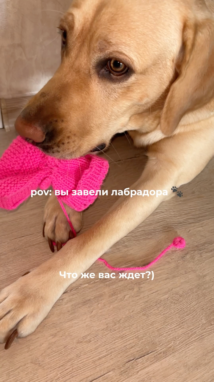 На связи лабрадор Бен-Бен в LOOKY. #276247301,#воскдлялап,#собака,#любовь. У вас тоже так? С во...