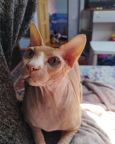 Looky_1679309365524 в LOOKY. #рамси. Мой котяра Рамси😸
К...