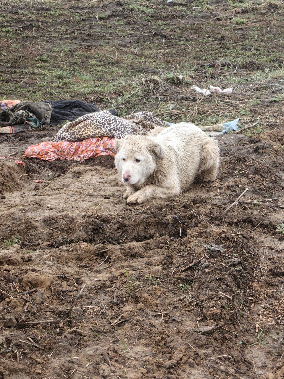 pinchuk_brand в LOOKY — История Айса, часть 2: и так после первой неудачной попытки 