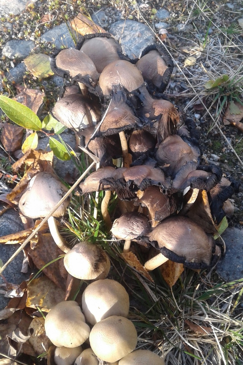 Слава10Рус в LOOKY — Ядовитая Грибная 🍄 Семья . Но Красивые 😍
#Ядовитая #Грибна