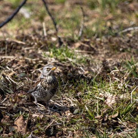 alx.a.lav в LOOKY. #birds,#птицы. Дрозд рябинник, Скво...