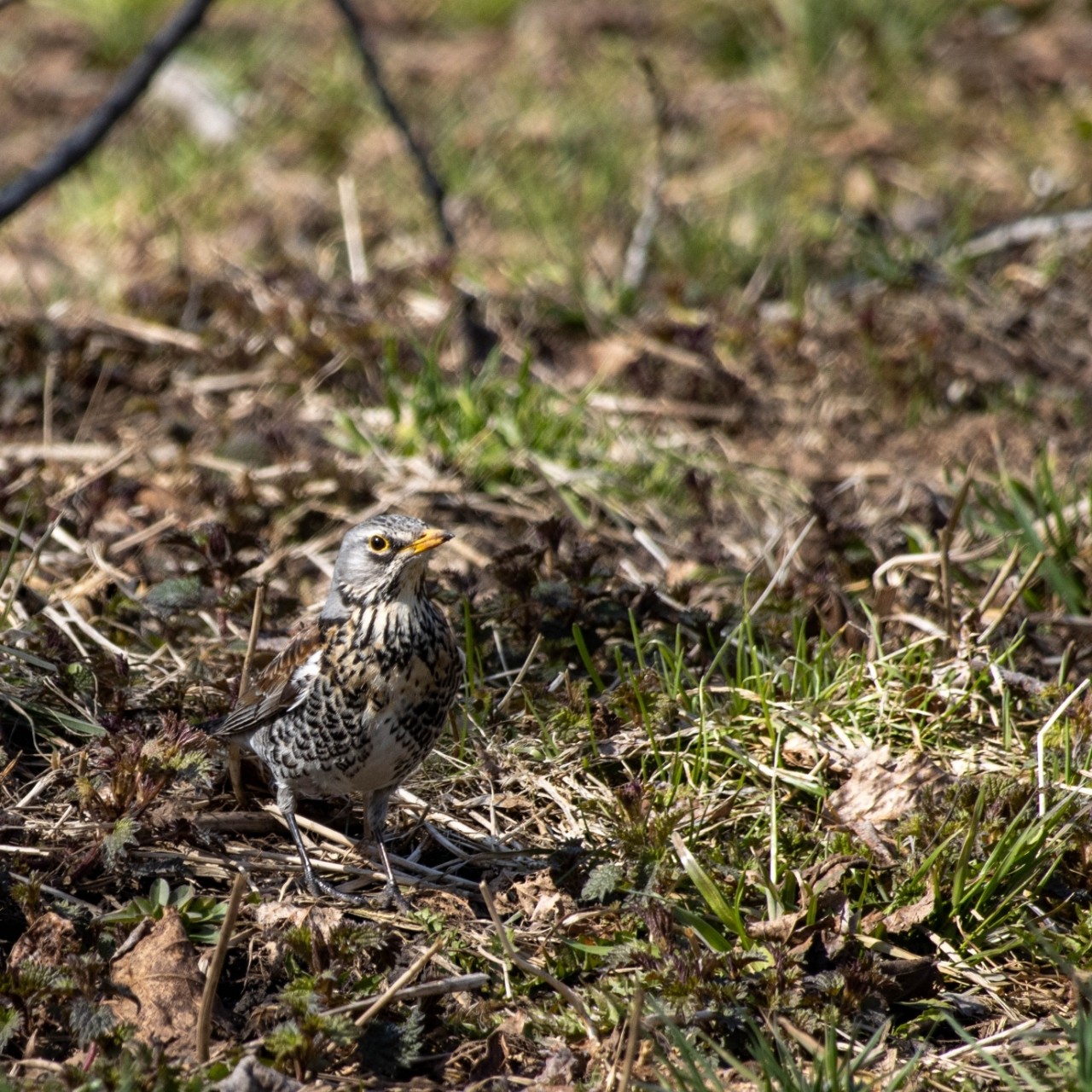 Дрозд рябинник, Скворец #birds #птицы