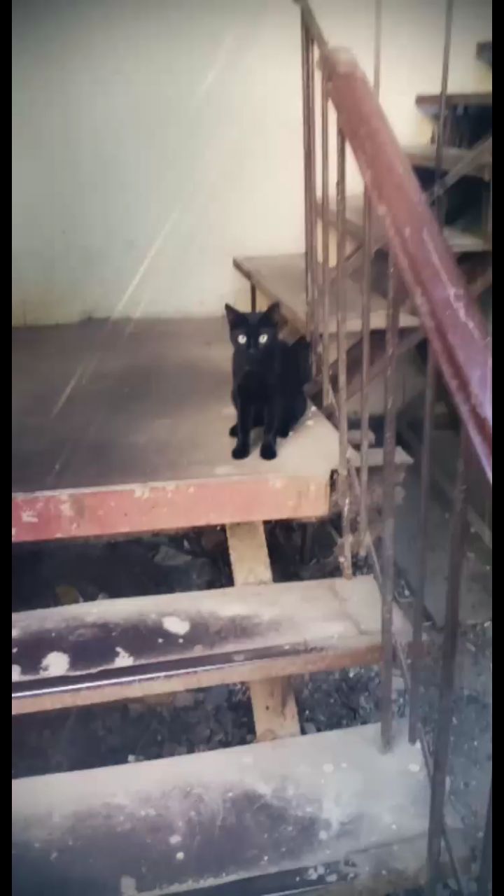 G A L I N A in LOOKY. . Кошка, которая гуляе...