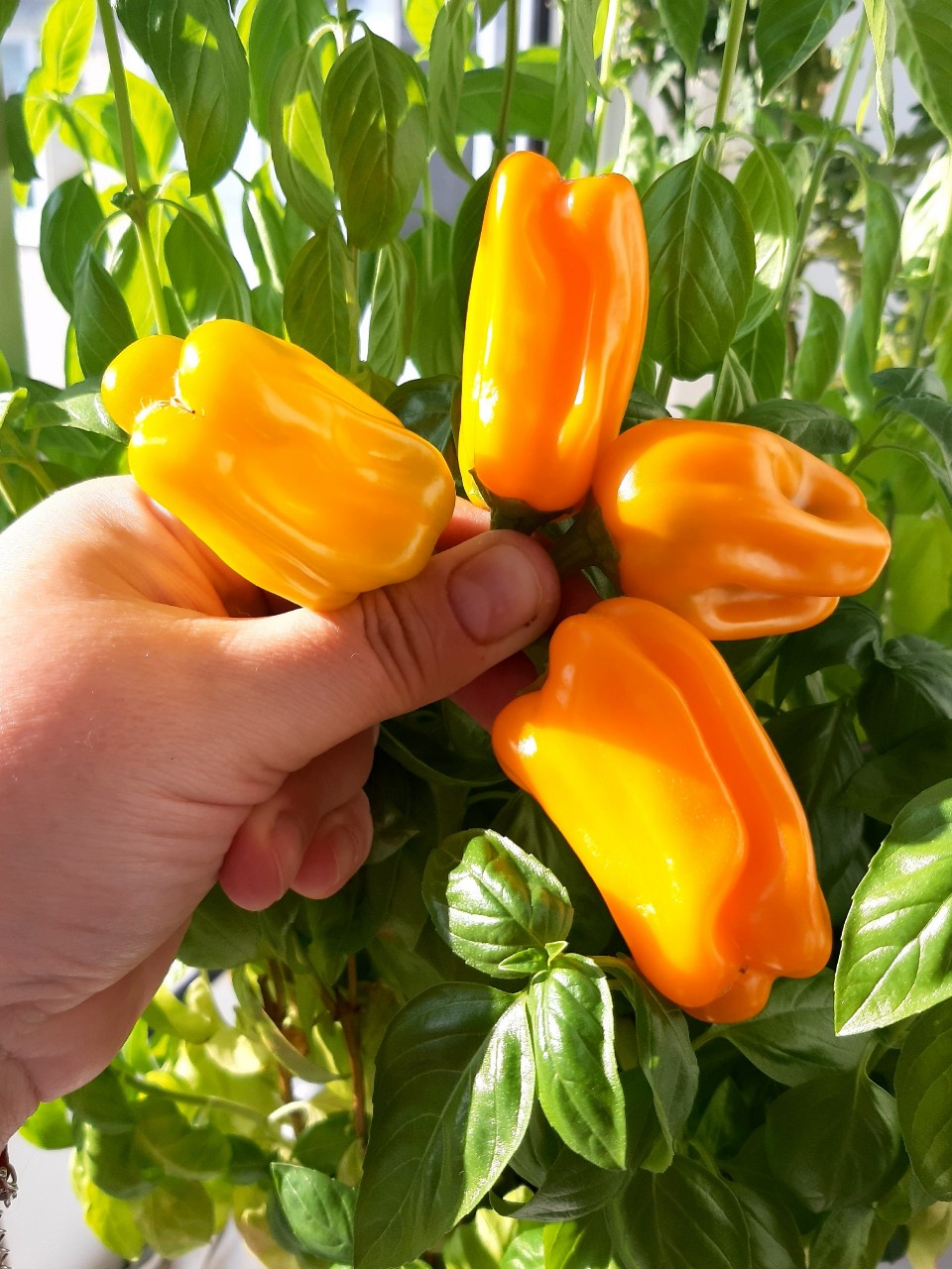 Думаете, чтобы вырастить вкусные перцы, нужны грядки и шесть соток? А вот и нет! Знакомьтесь — мой красавец, сладкий перец сорта «Кузя», который уютно живёт на обычном городском балконе. Этот малыш просто создан для горшков и контейнеров. Компактный кустик усыпан аппетитными, сочными  плодами. На вкус они невероятно сладкие, хрустящие и ароматные — настоящее лето в каждом кусочке Выращивать овощи дома оказалось совсем несложно, а радости от собственного урожая — море.
#огород_на_балконе #перец #перец_Кузя #балконный_садовод #август2026